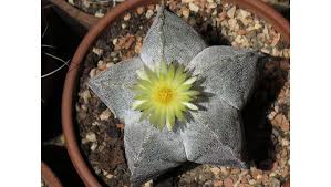 The north san diego county cactus and succulent society! Garden Events In The San Fernando Valley La Area Sept 13 20 Daily News