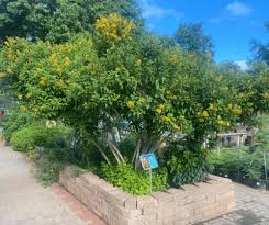 Image result for Cestrum