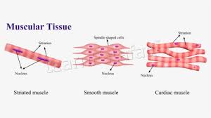 Skeletal muscle is found attached to the bones for movement. Cardiac Muscle Tissue Hd Png Download Kindpng