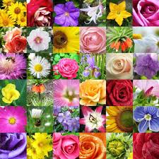 Flowers names list in english. List Of Flowers In Spanish Spanish To English Translation