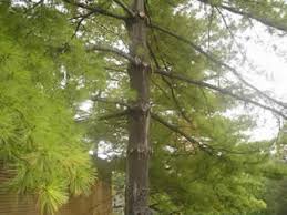 Maybe you would like to learn more about one of these? Eastern White Pine
