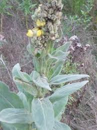 Understanding the ethnobotany of life before cheap paper, we realize how much was derived from plants. Mullein Pictures Flowers Leaves Identification Verbascum Thapsus