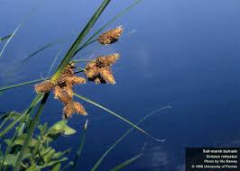 Image result for Schoenoplectus scirpoides