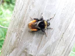 Image result for Bombus monticola