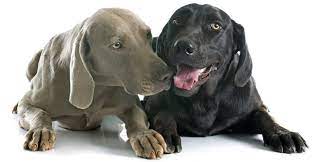 Our weimaraner puppies are 2 weeks old all puppies open eyes. Weimaraner Lab Mix Is This Cross Breed The Right Pup For Your Family