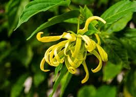 Image result for Cananga