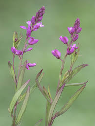 Image result for Polygala senensis