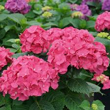 Hydrangea dance is a furniture item. Let S Dance Big Band Hydrangea Wholesale Liners Spring Meadow Nursery