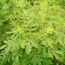 Image result for Indigofera arrecta
