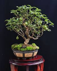 Fertilizer is a natural or synthetic material, made up of beneficial vitamins and minerals. Making A Guava Bonsai Guava Tree Information Growing And Care Balcony Garden Web