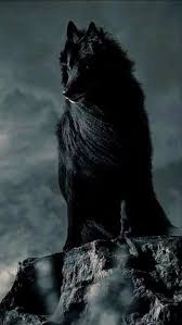 Anime gambar serigala keren untuk wallpaper. Pin Oleh Escorcio 2 0 Di B L A C K Serigala Hitam Binatang Hewan