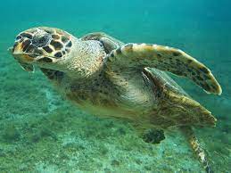 10 Endangered Ocean Species And Marine Animals