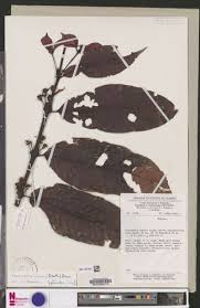 Image result for Pauridiantha viridiflora