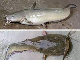 Beza ikan sembilang dan ikan keli. Wacana Gemang Dan Sembilang Ikan Sama Atau Berbeza Umpan