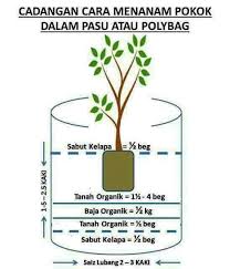 Cara tanam pokok dalam pasu/pot supaya cepat berbuah dari bawah pasu/pot 1. Limau Kasturi 2021 25 Jan 2018 Cara Menanam Pokok Di Dalam Tanah Dan Pasu