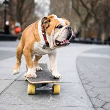We did not find results for: The Dogist On Twitter Cartman English Bulldog 8 Y O Wsp New York Ny He S Been Skating His Whole Life He Found A Skateboard In Central Park One Time Started Skating And