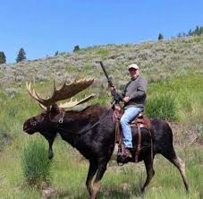 More memes, funny videos and pics on 9gag. Canadian Border Patrol Moose Hunting Hunting Humor Moose