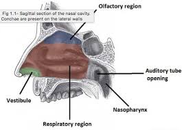 Nasal polyps often return after treatment, so steroid nasal sprays can be used daily to prevent recurrence. Examination Of The Nose Septum Turbinates Cavity Teachmesurgery