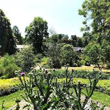 Disteln Im Botanischengarten In Munster Garten Pflanzen Gartentechnik Gartentechnik Garten Pflanzen