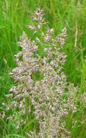 Image result for Poa binata