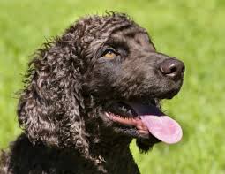 Image result for irský vodní španěl