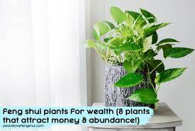 But for the most part, the main reason why they are introduced into home interiors from a feng shui perspective is for the natural wood elemental energy that they bring. Feng Shui Plants For Wealth 8 Plants That Attract Money And Abundance Peace Love Feng Shui In 2021 Feng Shui Plants Plants Lucky Bamboo Plants