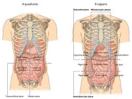 Sharp left side abdominal pain can be caused both by organs and structures on the left section of organs in the lower left side abdomen numerous of the organs found in the lower left side when experiencing endometriosis, the lower left side pain is generally focused on the left ovary, tube or. Anterolateral Abdominal Wall Flashcards Quizlet