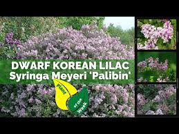 Image result for Syringa meyeri ´Palibin