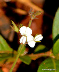 Image result for Desmodium scorpiurus