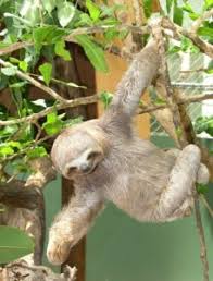 El perezoso (orden pilosa) es un mamífero arbóreo que parece muy simple, pero que reúne varias de las características más asombrosas dentro del reino animal. Oso Perezoso Wiki Mascotas Inusuales Fandom