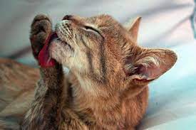 Why Do Cats Lick Wounds And Is It Safe Fauna Care