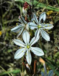 Image result for Chlorophytum macrophyllum