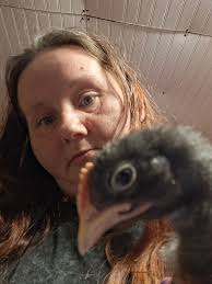 UPDATE: ALL SPOKEN FOR. I just put another batch in the incubator so I'll  have more in 21 days! Day old straight run chicks. Barred and Blue Plymouth  Rock, Cinnamon Queen, and