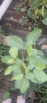 Image result for Ficus sur