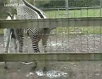 Zebra ejaculates - LuxureTV