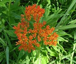 In the 1970s, when i was a budding landscape designer newly exciting about strategizing the best flowers to plant with vegetables, i attended the garden opening of one of my clients. Native Plants For Easy Gardening In Knoxville Tn