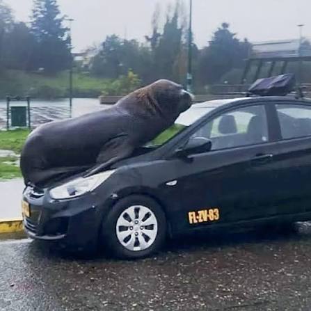 Yo lo conocí en un taxi 🎵 Imagen viran de lobo marino que se subió a un taxi en Valdivia 🚖🦭 Este dibujo es solo ficción ya que aún no se tiene