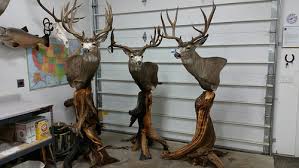 Removable antlers on antler pins make it easier to transport large mounts. Mule Deer Shoulder Mount Hunt Talk
