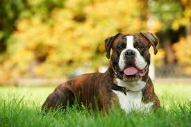 Boxer Dog Breed Profile Petland Florida