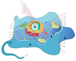 File Animal Cell Structure Numbered Version Svg Wikipedia