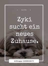 pin auf hundetraining und auslastung