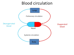 68 Comprehensive Blood Circulation Flow Chart