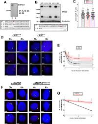 1 animal cell lacking nuclei would also lack in. Loss Of Polycystins Suppresses Deciliation Via The Activation Of The Centrosomal Integrity Pathway Life Science Alliance