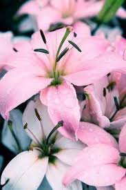 We did not find results for: Beautiful Flowers On Twitter Beautiful Flowers Amazing Flowers Lily Flower