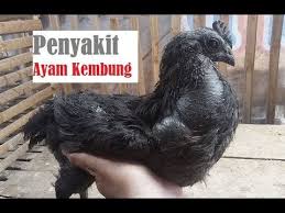 Bagaimana Cara Mengobati Penyakit Kembung Pada Ayam Penyakit