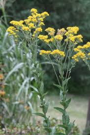 Image result for Abrodictyum rigidum