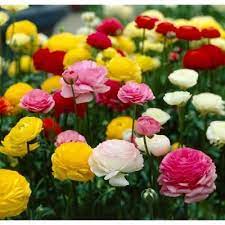 Bloomsz Ranunculus Mix Flower Bulbs 12 Pack 08456 The Home Depot Bulb Flowers Spring Flowering Bulbs Rose Like Flowers