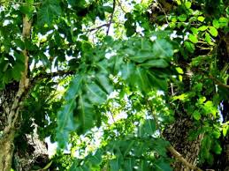Image result for Xylia africana