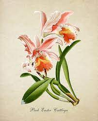 Botanical Print Cattleya Orchid Print Flower Art Print Pink Etsy Flower Prints Art Flower Illustration Flower Art