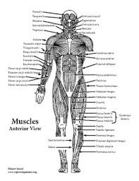 This medical exhibit depicts the superficial muscles of the body from an anterior (front) view using a standing male figure in the anatomical position. Muscular System Diagrams And Labeling Pages Bundle For High School And College